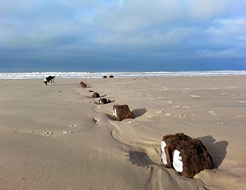 Egespanter fra en norsk bark stikker op af sandet på stranden ved Pirupshvarre