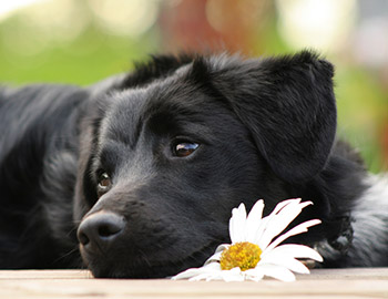 Sort hund med hvid blomst