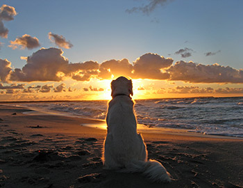 Hund sidder på strand ved solnedgang