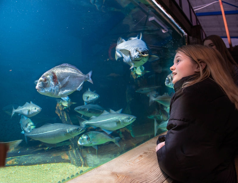 Flyingoctober Jyllandsakvariet DSC 2656